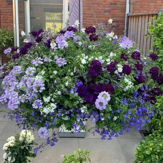 Engelse hanging basket in blauwe tinten