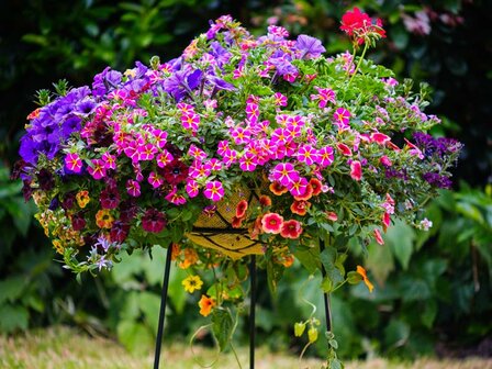 Engelse hanging basket bonte tinten